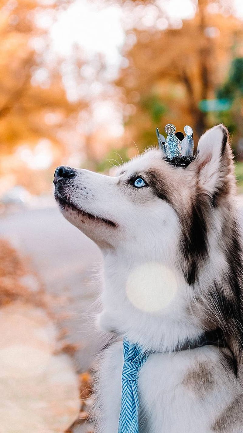 Husky princess, cute dogs, dog, dogs, pretty, puppies, puppy, HD phone  wallpaper | Peakpx