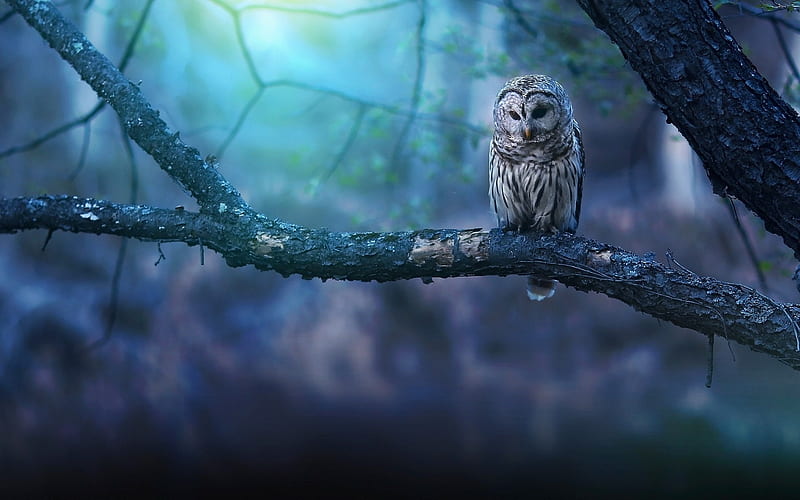 Owl, moon, pasare, moon, bufnita, bird, white, blue, night, HD wallpaper