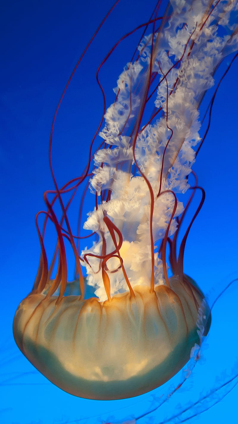 Medusas, mar, Fondo de pantalla de teléfono HD | Peakpx