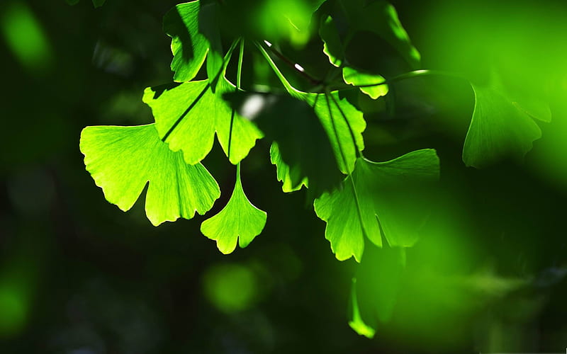 ginkgo leaves-Fresh nature green plants, HD wallpaper