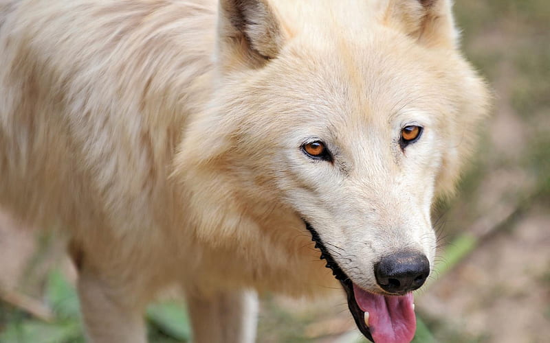 lobo ártico con ojos azules