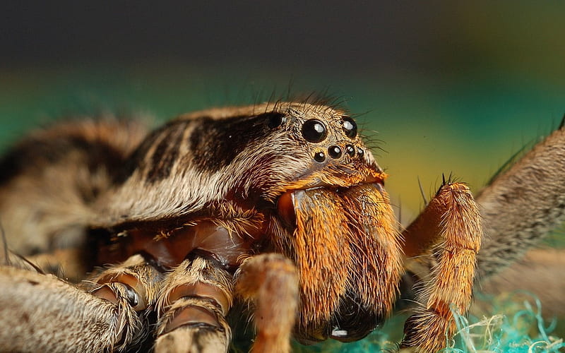 Turantula, legs, eight, fangs, spider, animals, HD wallpaper