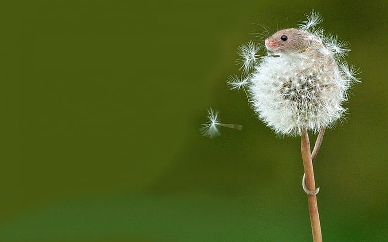 Tiny Mouse (No Relation), seed, dandelion, head, mouse, HD wallpaper