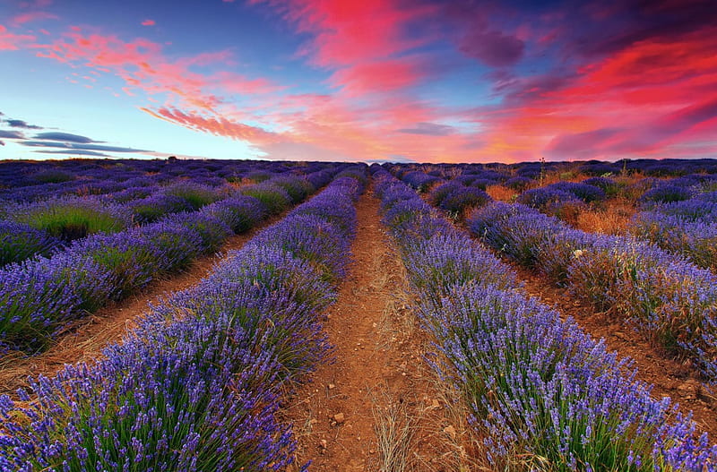 Lavender sunset, pretty, colorful, amazing, lovely, scent, bonito, sunset, lavender, fragrance, sky, nice, summer, flowers, rows, field, HD wallpaper