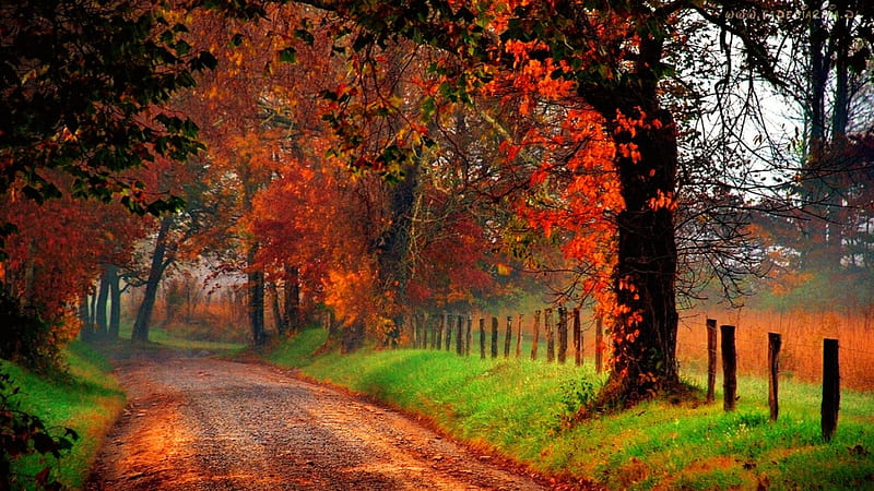 Autumn countryside road, fall, autumn, lovely, falling, bonito, trees ...