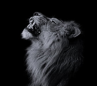 roaring lions wallpapers hd