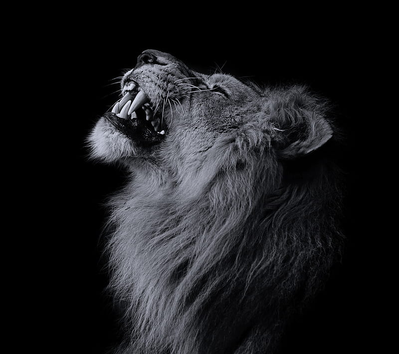 growling lion black and white