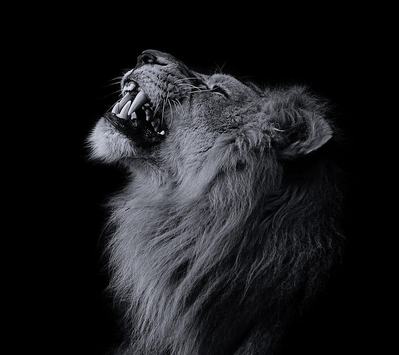 male lion roar wallpaper