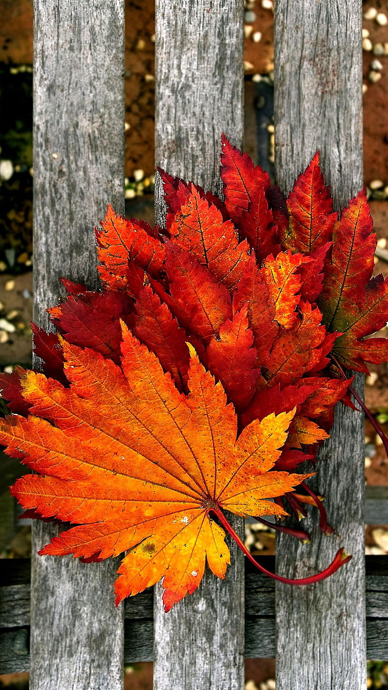 Autumn leaves, autumn, leaves, red leaves, HD phone wallpaper