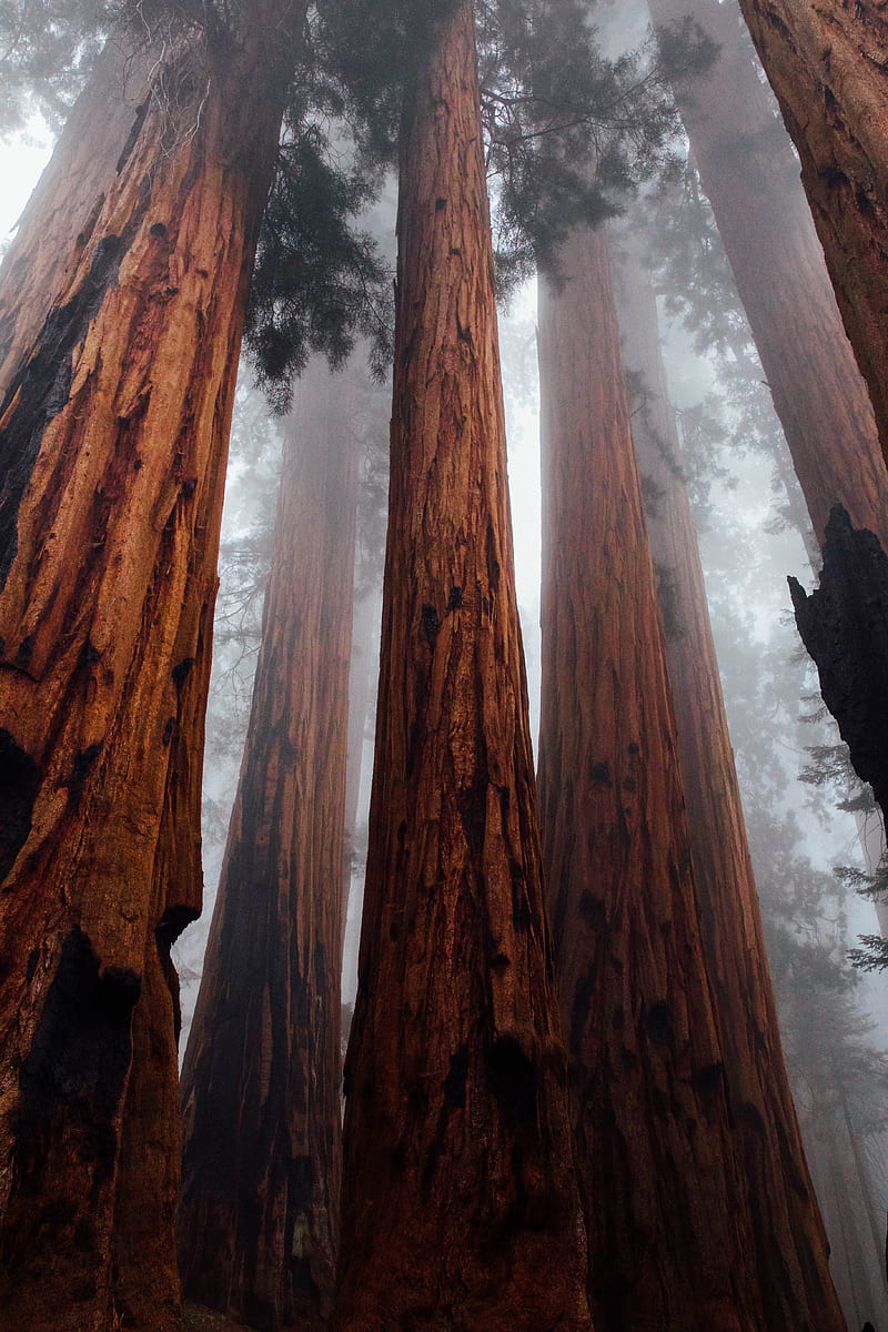 trees, bottom view, fog, trunks, bark, forest, HD phone wallpaper