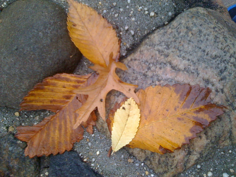 Fallen Leafs, fallen, rocks, autumn, nature, leafs, HD wallpaper