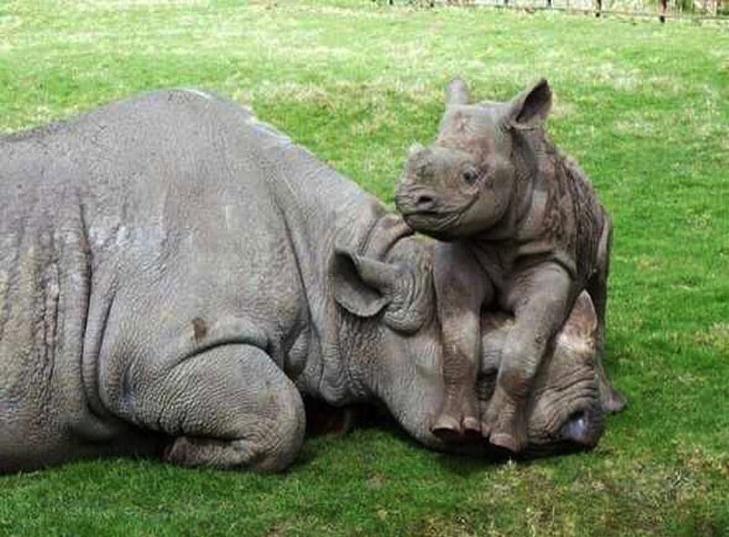 Baby Rhino Calf Having Some Fun!, silly, rhinoceros, calf, funny, mother, baby, play, HD wallpaper