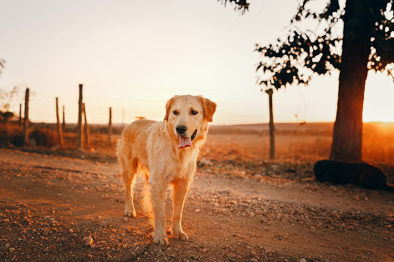 Countryside retrievers hot sale