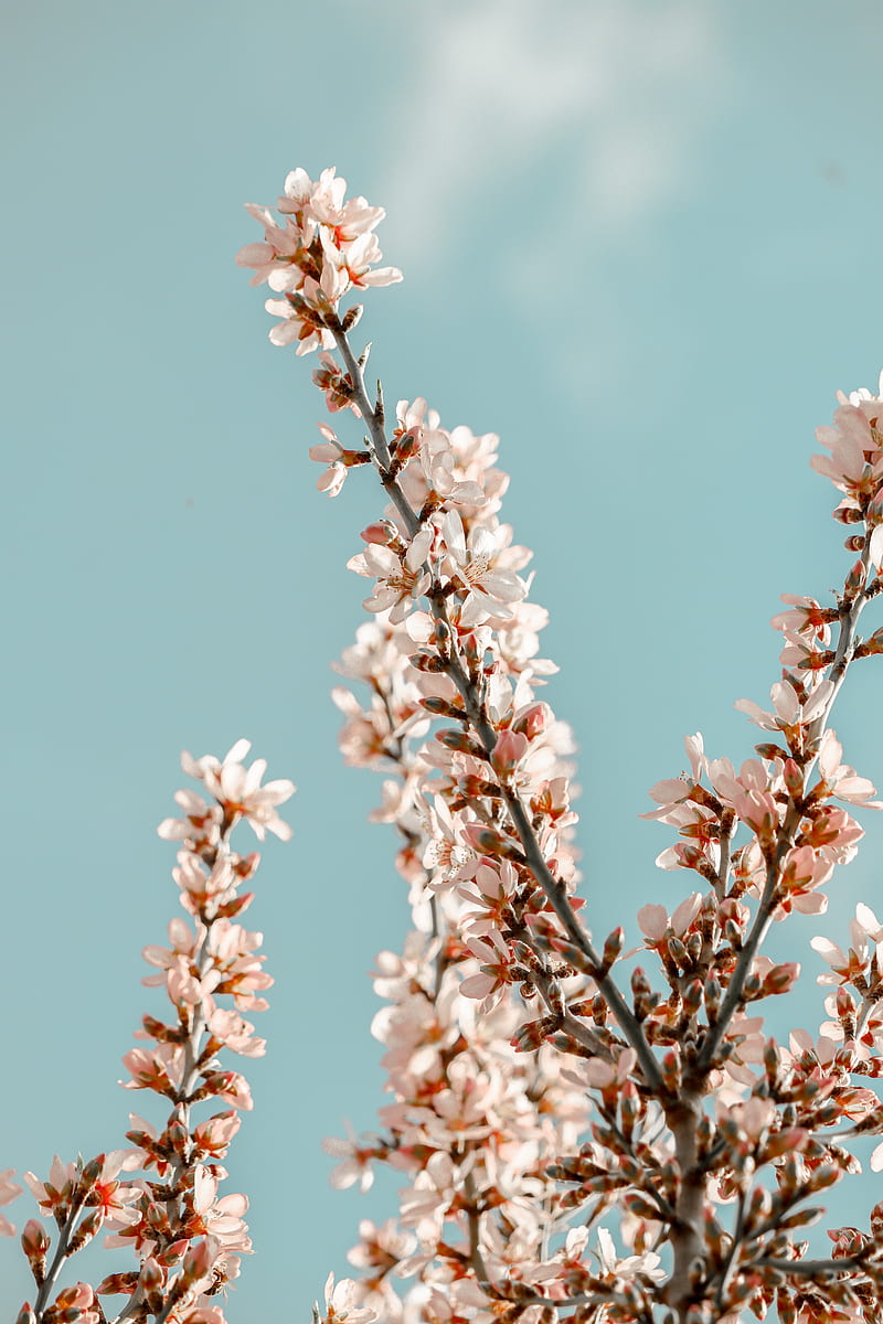 sakura, branches, flowers, pink, spring, HD phone wallpaper