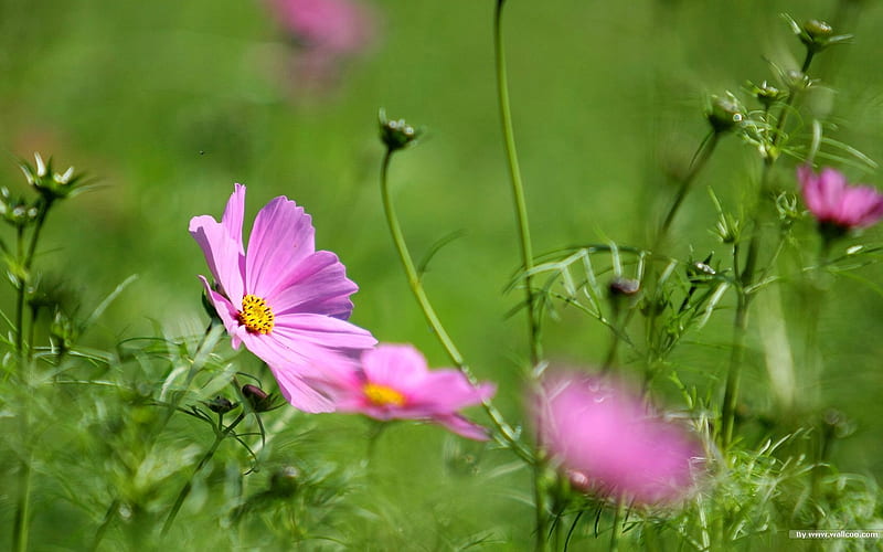Autumn flowers-grass in the cosmos 02, HD wallpaper