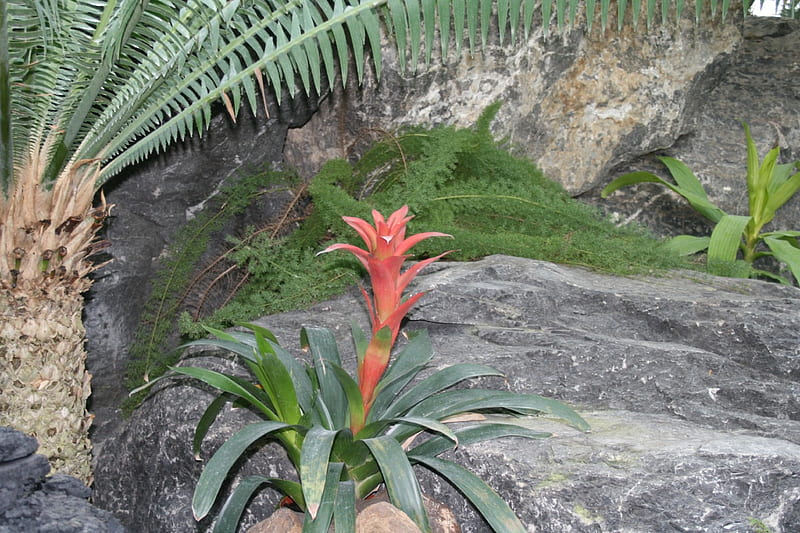 Garden day at Edmonton Pyramids 23, red, bromeliads, palm, trees, graphy, stones, gris, garden, Flowers, HD wallpaper