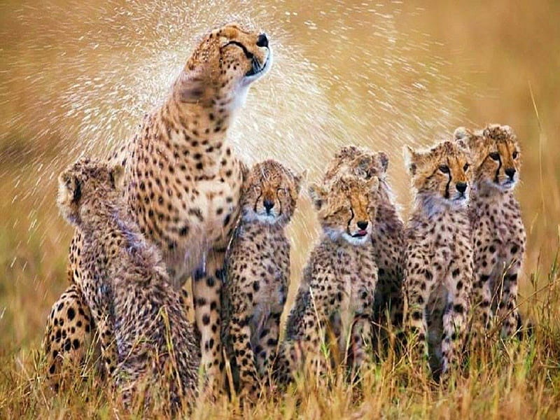 Cheetah Love, Cheetahs, Cats, Big Cats, Animals, HD Wallpaper | Peakpx