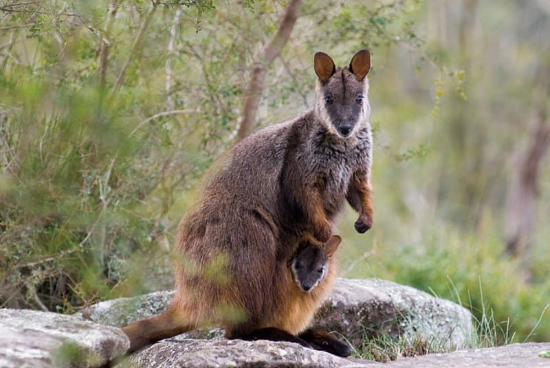 Rock Wallaby, rocks, pouch, black footed rock wallaby, trees, baby, HD wallpaper