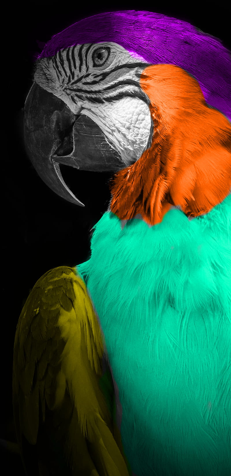 Magical MaCaw, bird, colorful, elusive, fancy, parrot, pet, pirate, sing, song, talkative, HD phone wallpaper