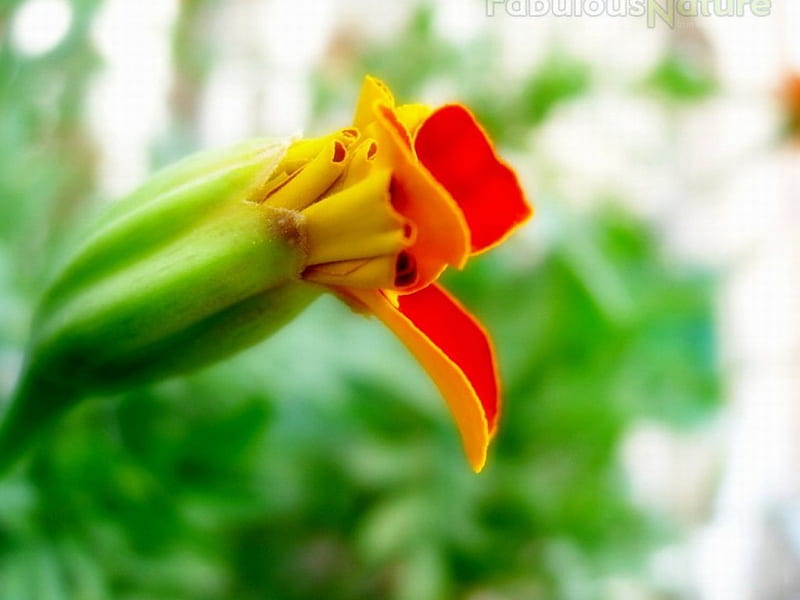 MARIGOLD BUD, flower, pretty, opening, bud, HD wallpaper