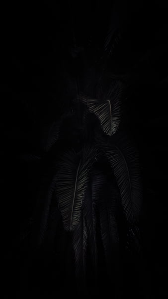 Palm, leaves, branches, dark, HD wallpaper