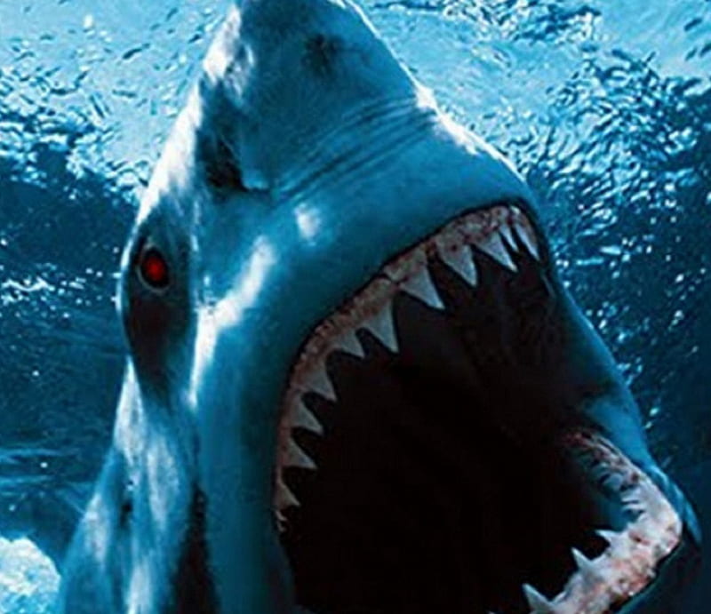 Shark, animal, bite, HD wallpaper