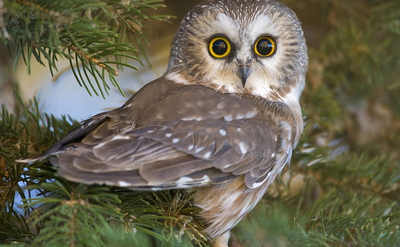 *** Owl ***, zwierzeta, sowa, galazka, ptaki, HD wallpaper