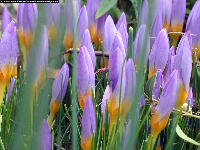 Crocus, bulbs, pretty, orange, bonito, spring, green, purple flowers, nature, blue, HD wallpaper