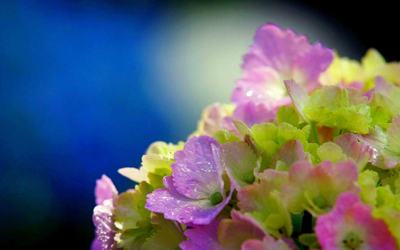 HYDRANGEA, blosoms, flowers, nature, pink, HD wallpaper