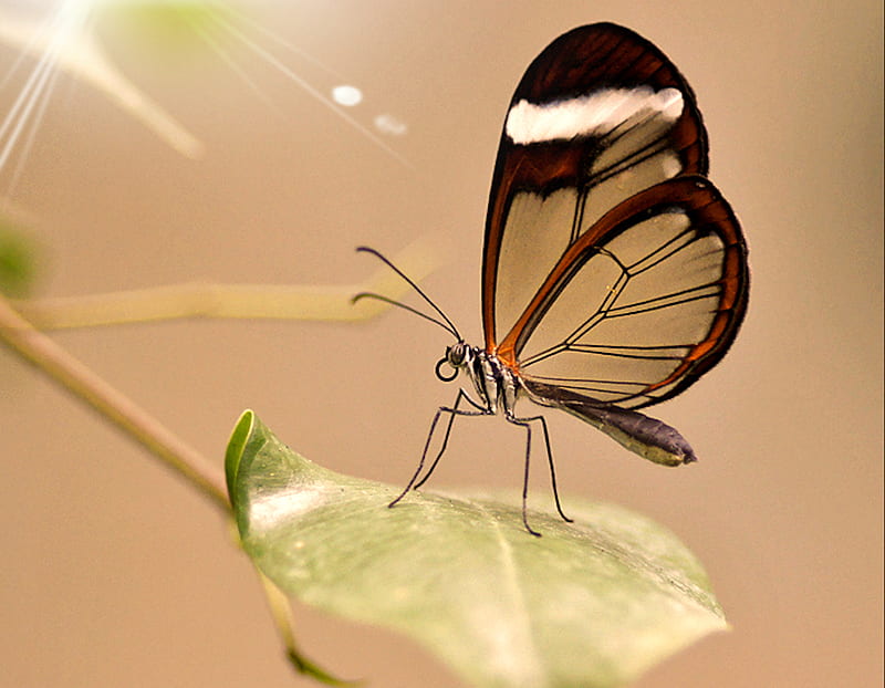 Glasswing Butterfly, nature, nice, butterfly, animal, HD wallpaper