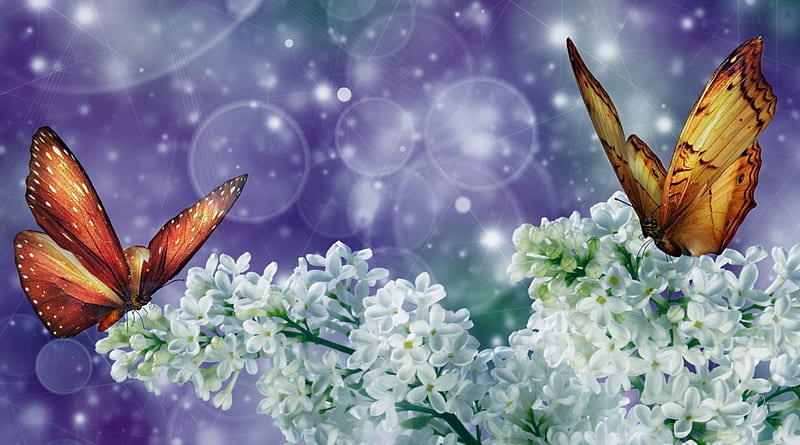 White Lilacs and Golden Butterflies, glow, fragrant, shine, spring, lilacs, sparkle, summer, Firefox Persona theme, yellow butterflies, HD wallpaper