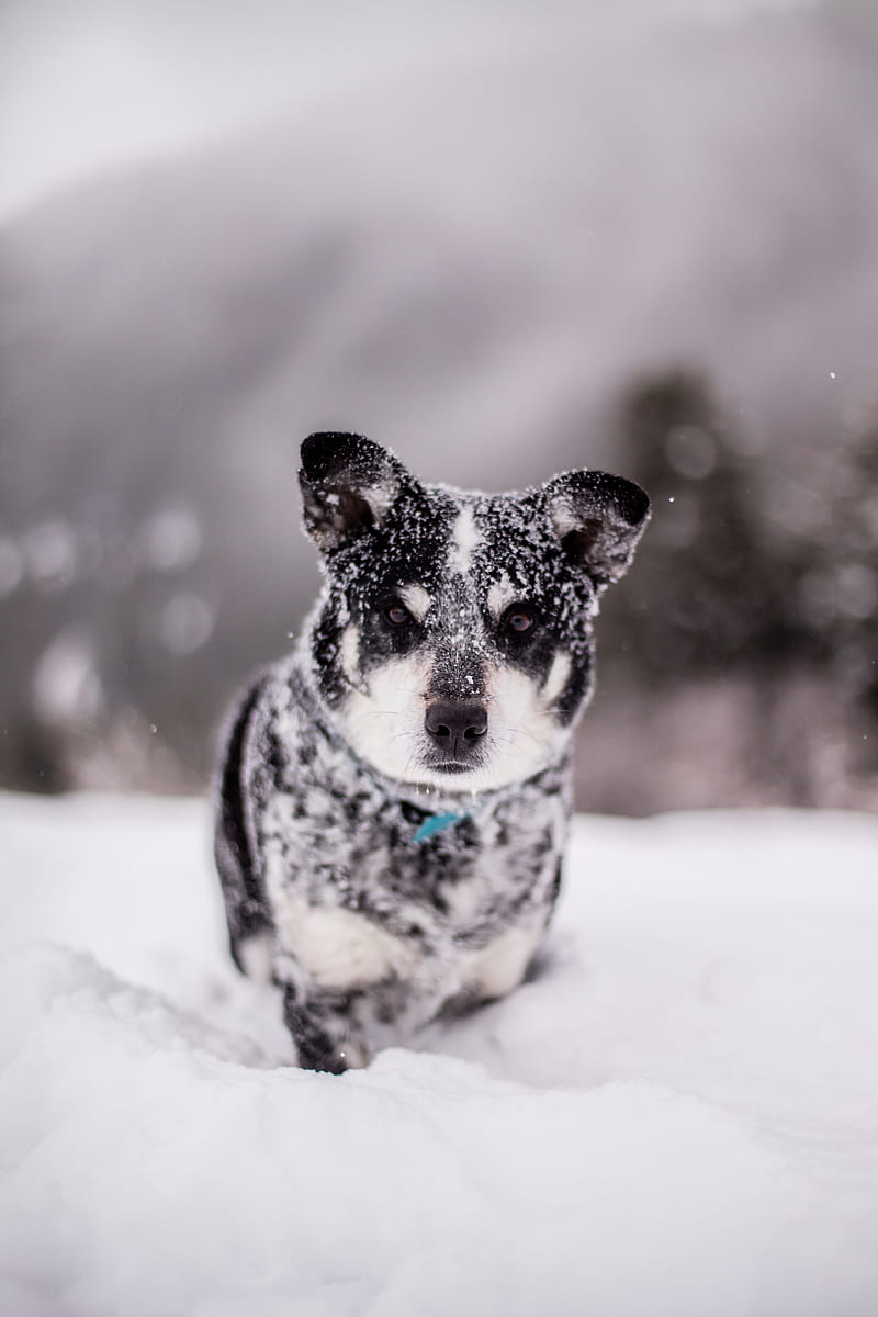 dog, snow, wet, muzzle, funny, snowdrift, HD phone wallpaper