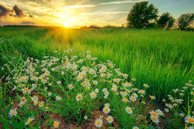 Daisies field at sunrise, pretty, glow, grass, bonito, sky, daisies, rays, wildflowers, summer, flowers, morning, field, meadow, HD wallpaper