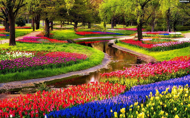 Keukenhof Gardens, netherlands, springtime, blossoms, river, tulips, trees, HD wallpaper