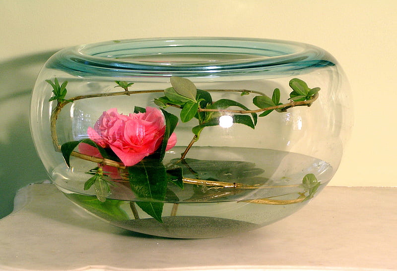 pink rose, glass, rose, bowle, bonito, pink, ikebana, HD wallpaper