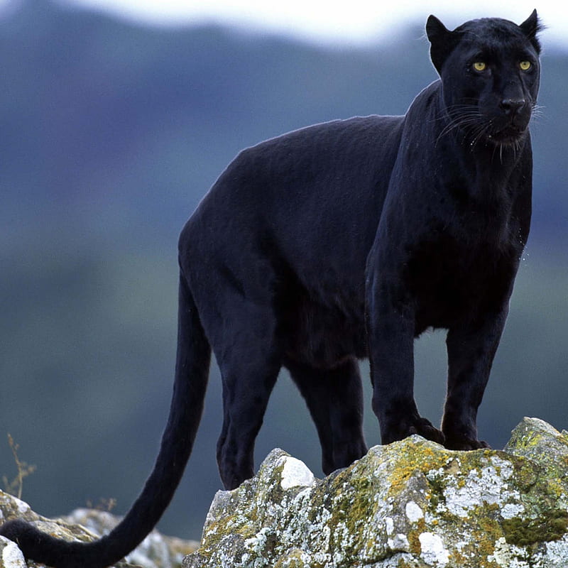 Black Leopard, black panther, leopard, panther, wild animal, HD phone wallpaper