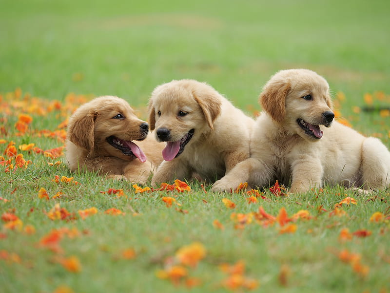 Dogs, Golden Retriever, Baby Animal, Dog, Pet, Puppy, HD wallpaper