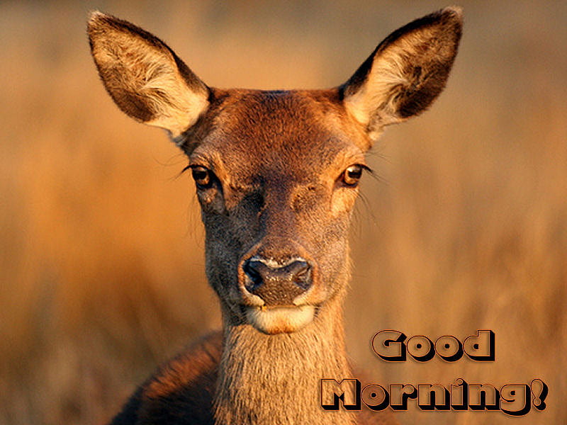 Good Morning Deer!, good morning, cute, baby deer, sweet, HD wallpaper |  Peakpx