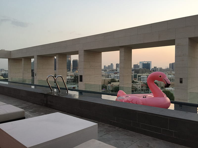 pink swan floater on swimming pool, HD wallpaper