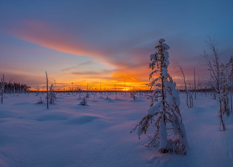 Winter Sunset, tree, sun, snow, winter, HD wallpaper | Peakpx