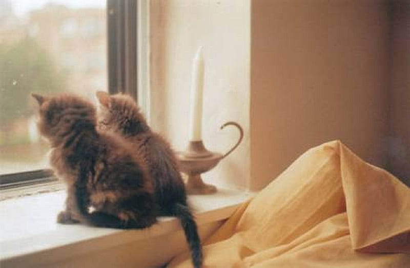 looking trough the window, kittens, cute, cats, animals, HD wallpaper