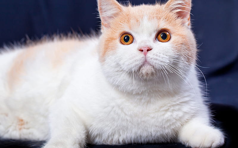 big white cat, British Shorthair cat, pets, cute animals, big eyes, cats, HD wallpaper