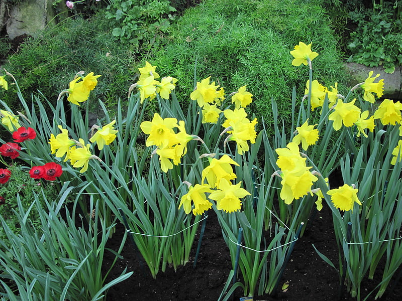 Colorful Garden 14, Daffodils, graphy, green, yellow, garden, Flowers, HD wallpaper
