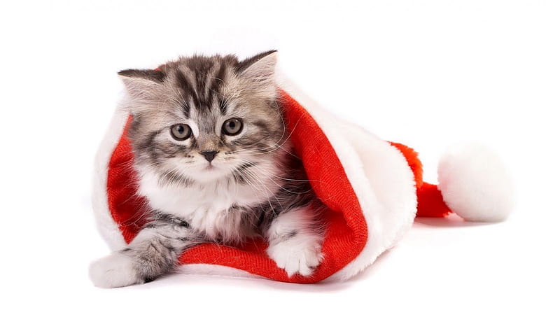 Merry Christmas, cute, red, christmas, kitten, HD wallpaper | Peakpx