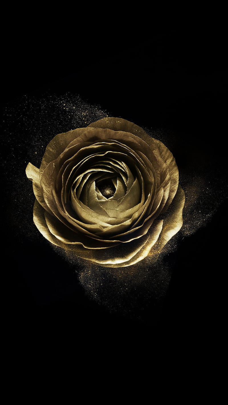 Golden rose, dust, golden, love, rose, HD phone wallpaper
