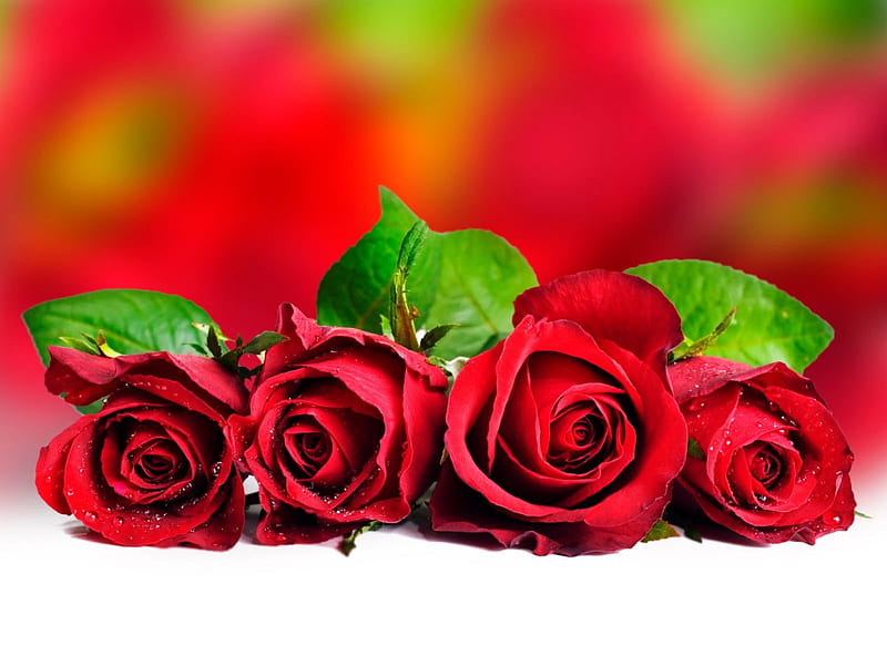 Valentine roses, red, pretty, lovely, holiday, bonito, valentine, roses ...