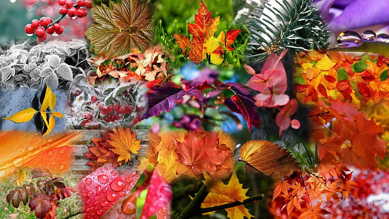 Fall and Frost, fall, autumn, rain drops, collage, leaves, snow, berries, bright, ice, flowers, dew drops, frost, HD wallpaper