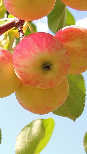 favhdwallpaperscom 6  Jardín de frutas Árbol de manzana Plantas  tolerantes a la sequía