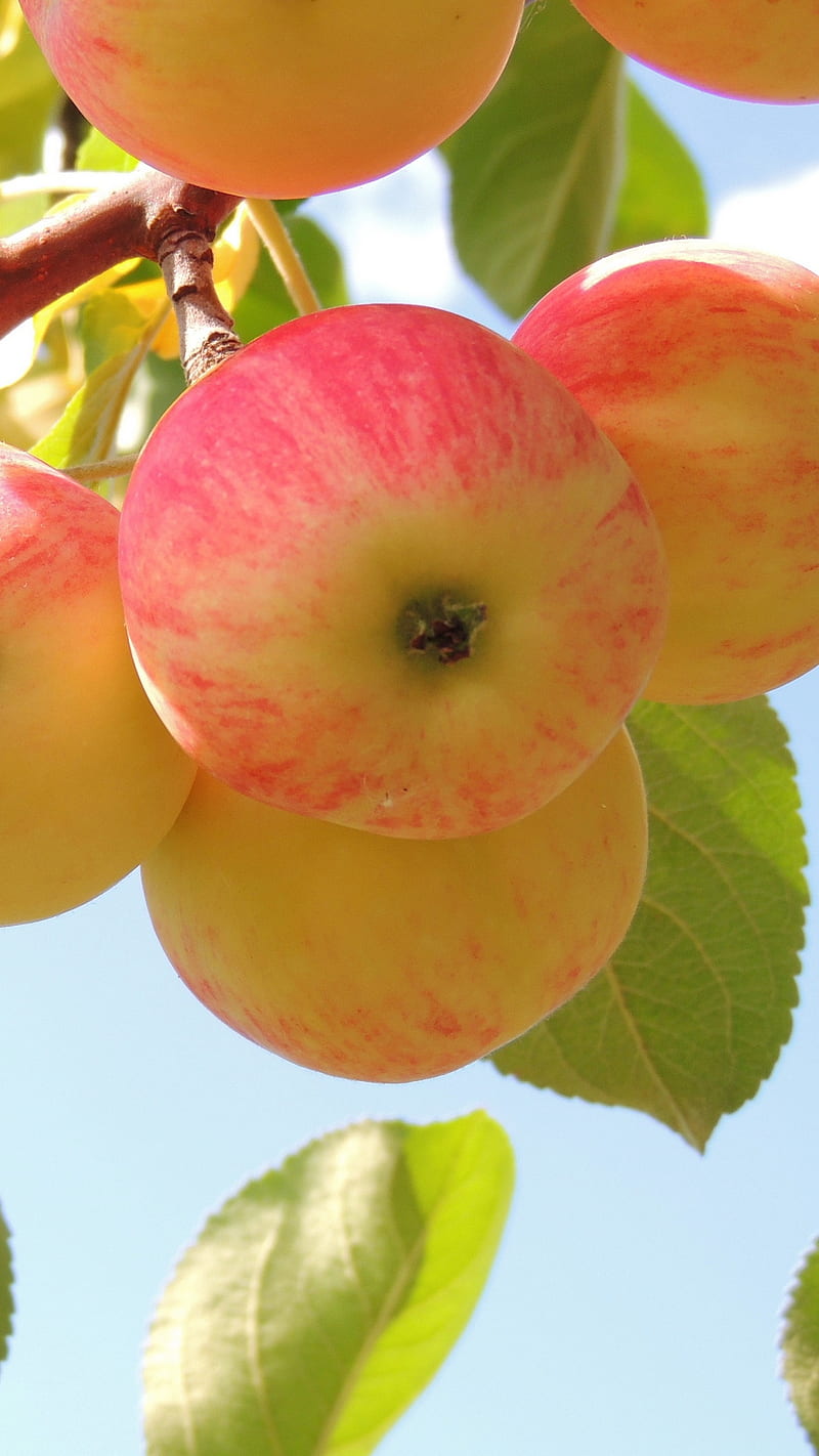 fruits, apple, tree, HD phone wallpaper