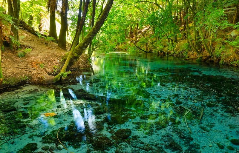 Turquoise River, crystal clear water, forest, bonito, trees, shrubs, paradise, ferns, summer, river, HD wallpaper